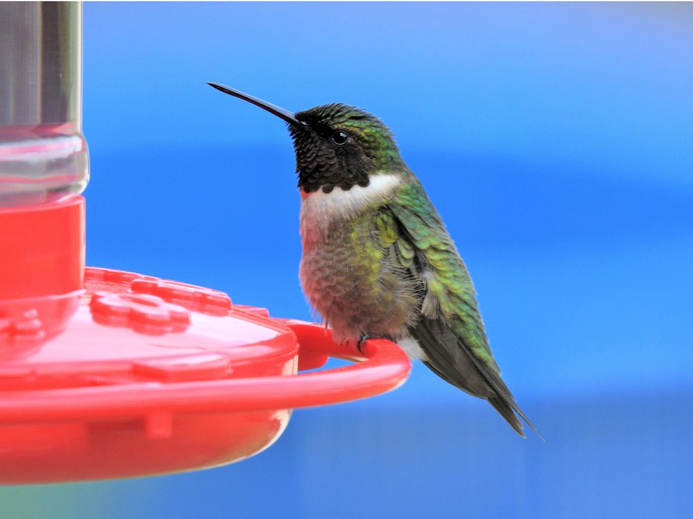 Ruby-throated Hummingbird