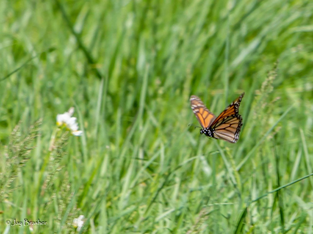 Flying monarch in Tennessee