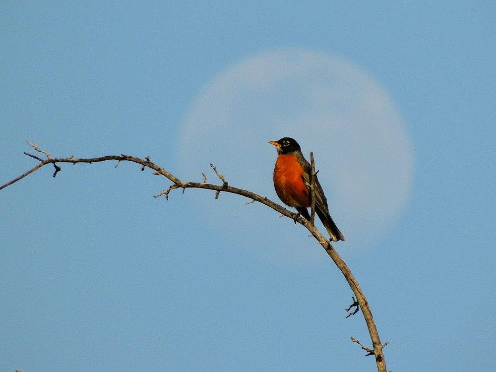 American Robin 