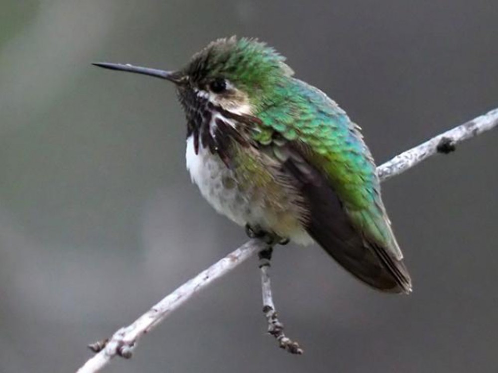 Calliope Hummingbird 