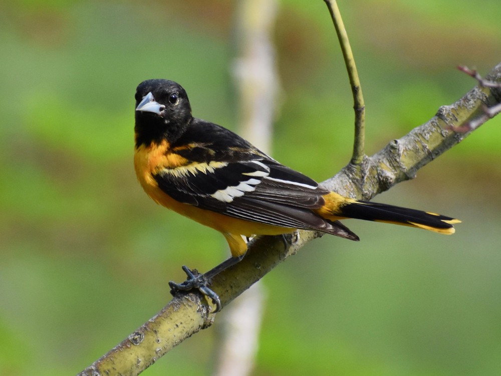 Baltimore Oriole
