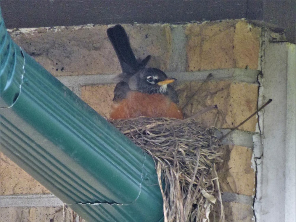 American Robin nesting 