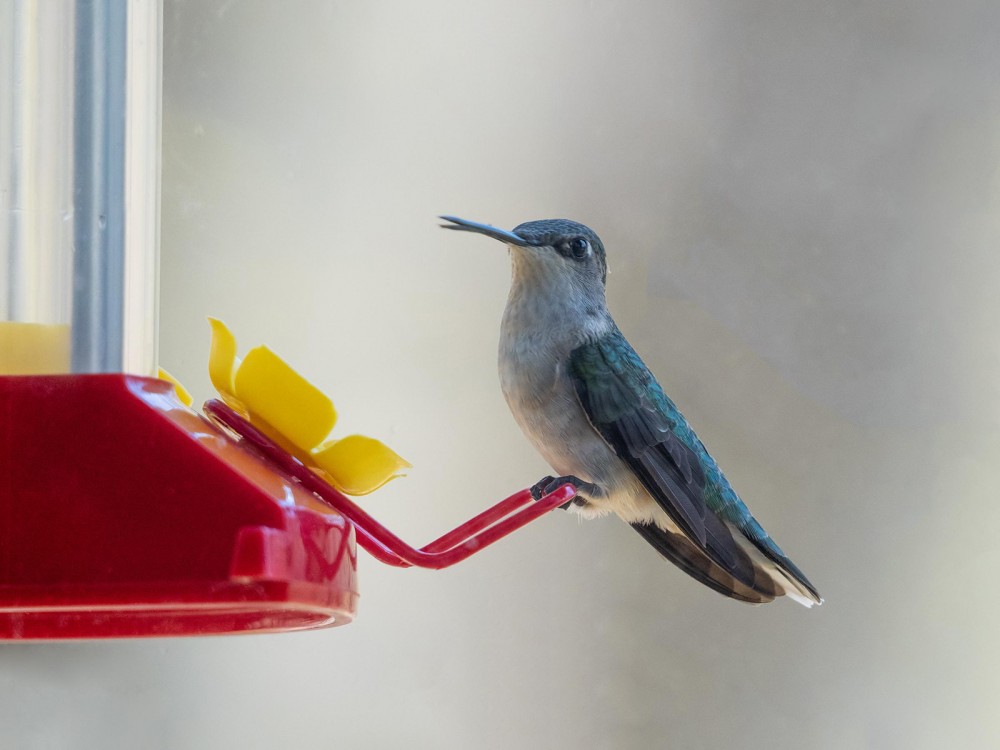 Ruby-throated Hummingbird