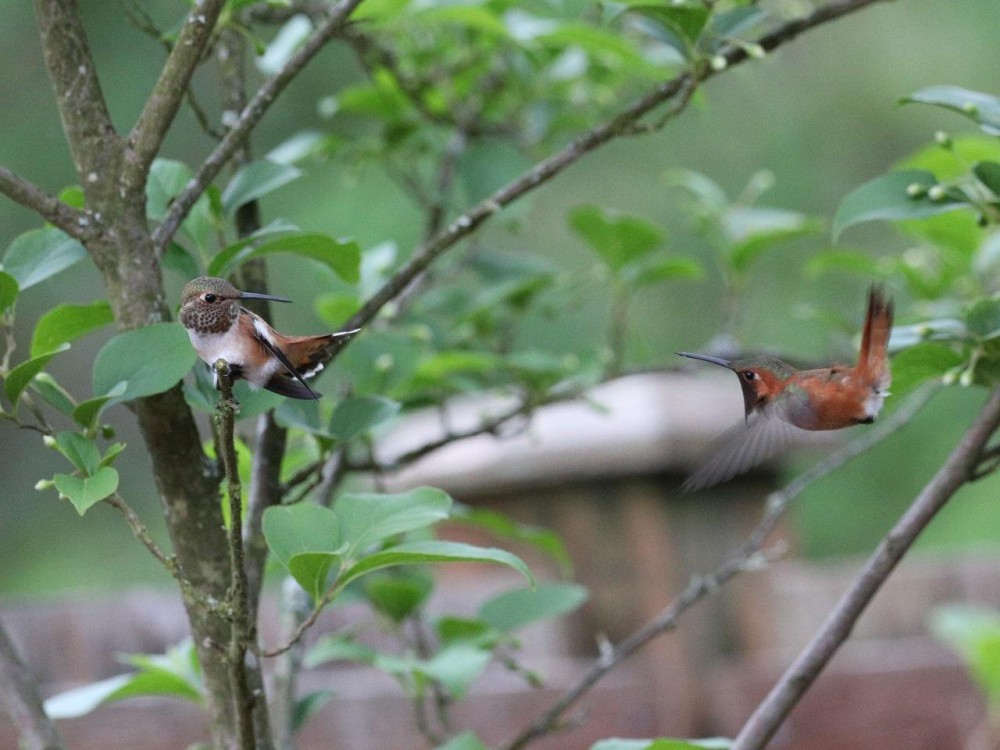 Rufous Hummingbirds in Washington