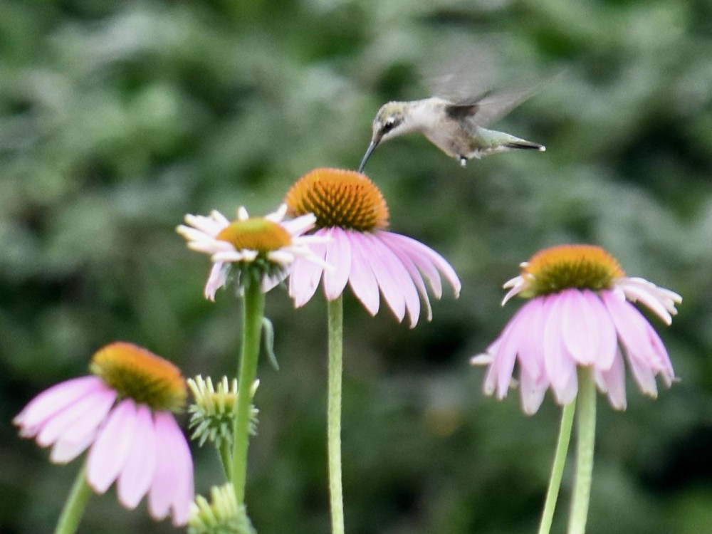 Hummingbird nectaring on purple coneflower