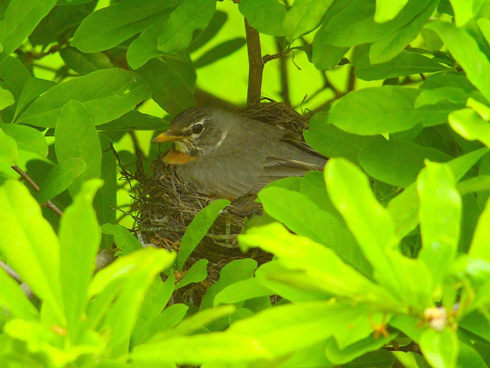 American Robin on nest