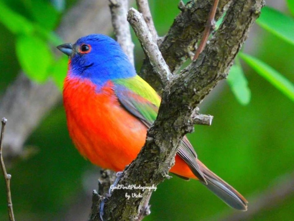 Painted Bunting