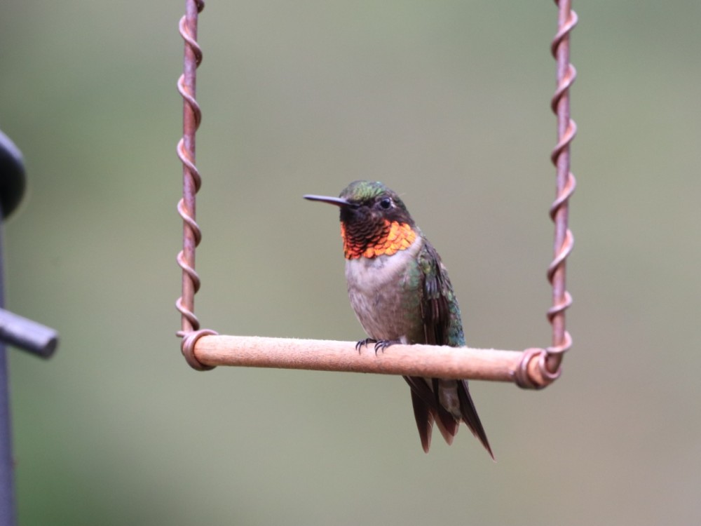 Ruby throated hummingbird