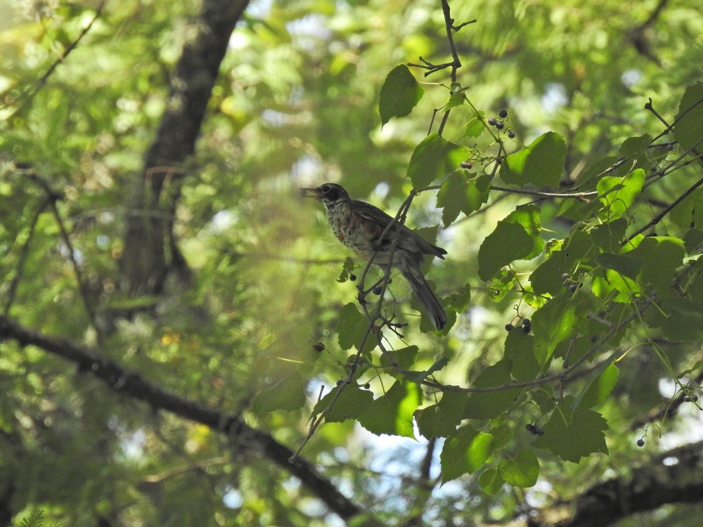 American Robin eating berries