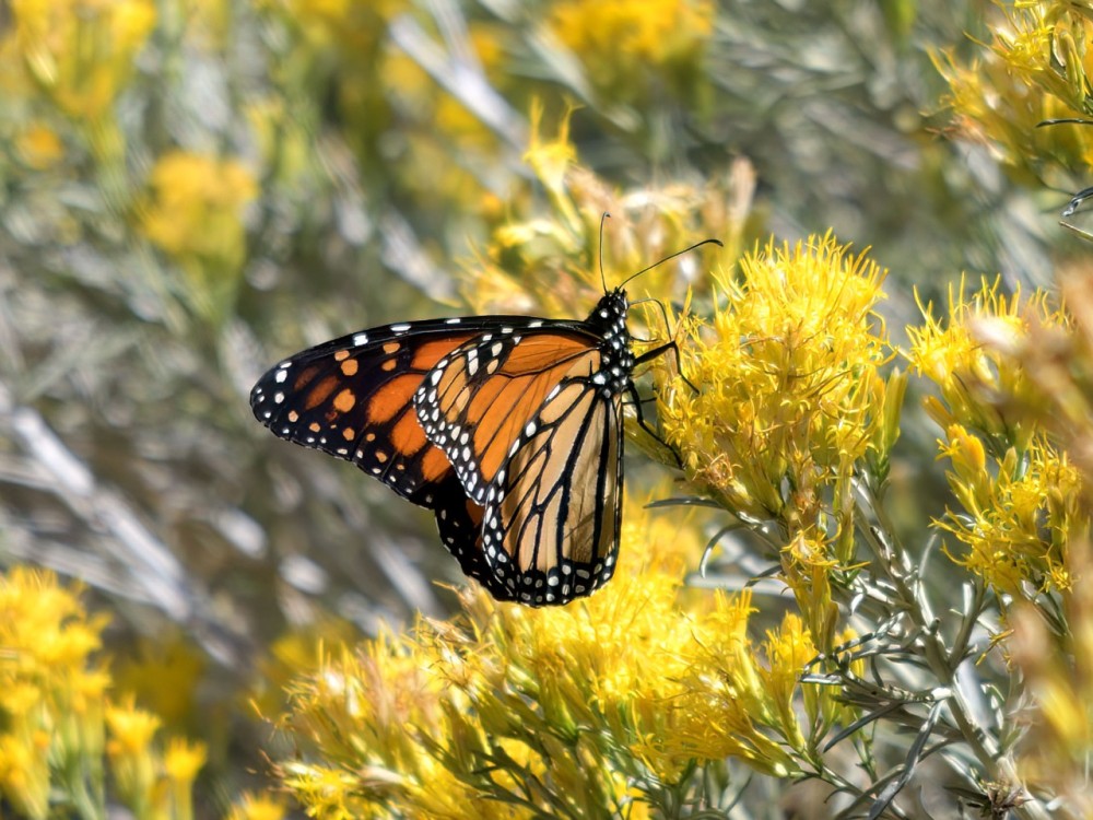 photo: Roy in Pocatello, ID on 09/19/2022