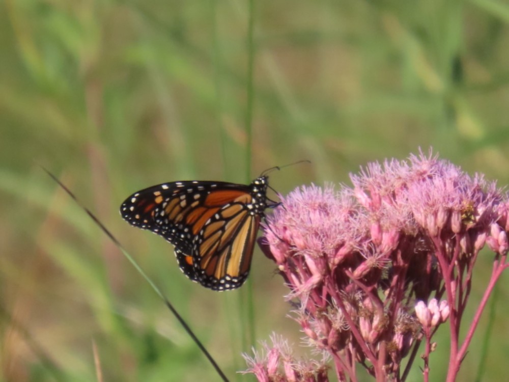photo: Anette in American Fork, UT on 09/20/2022
