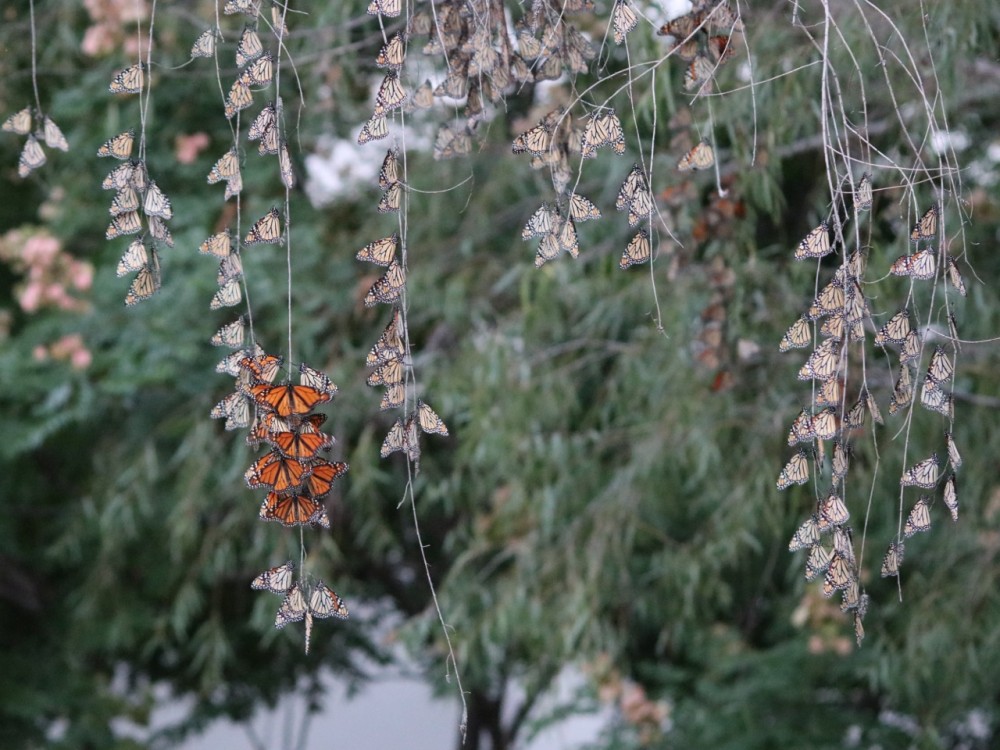 Monarch roost in Mexico