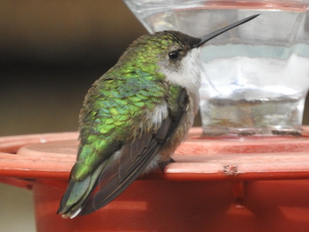 Ruby-throated Hummingbird