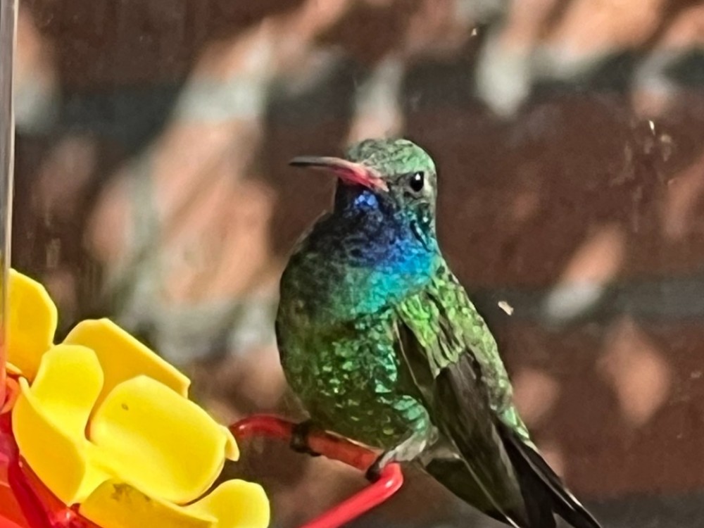 broadbilled hummingbird at bird feeder 