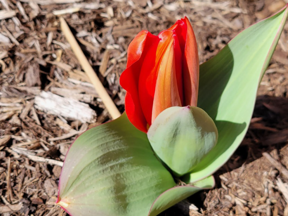 Red tulips blooming from ground