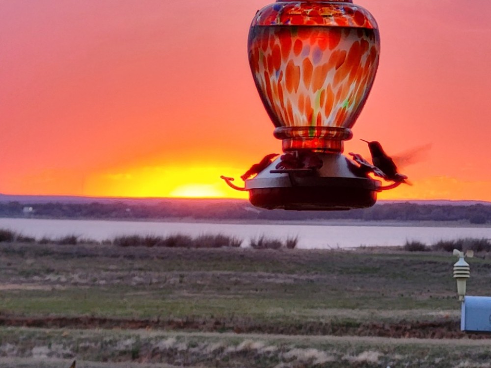 hummingbird a hoover at feeder at sunset
