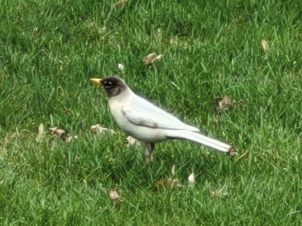 Leucistic robin on ground
