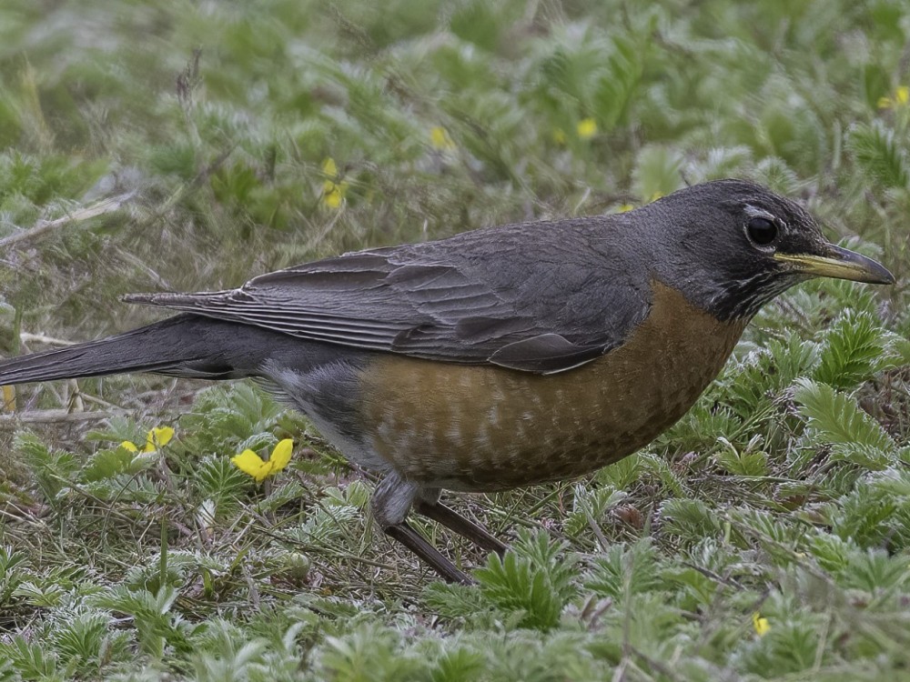 Robin on the ground