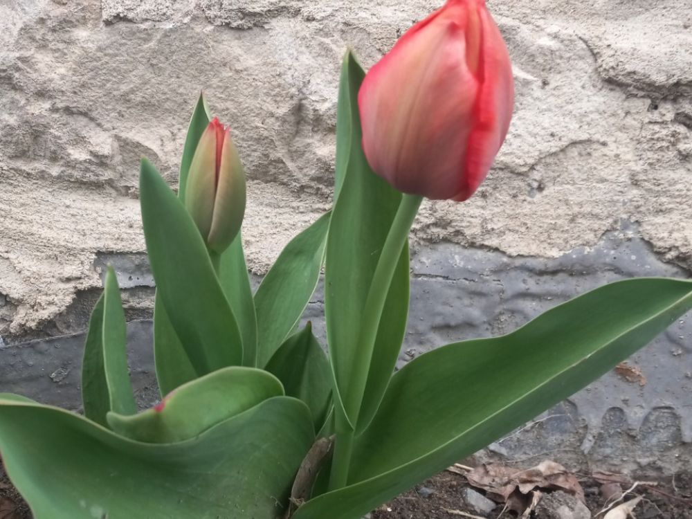 tulips blooming