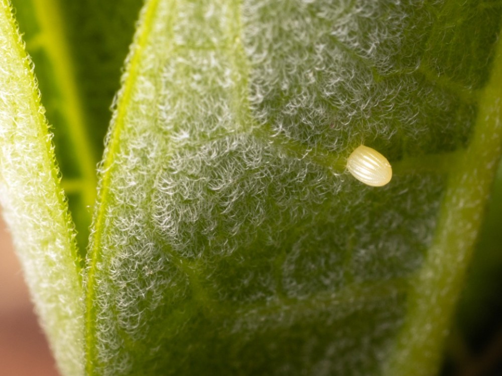 Monarch egg on milkweed