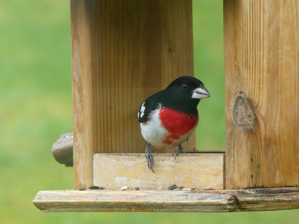 Rose-breasted Grosbeak at feeder