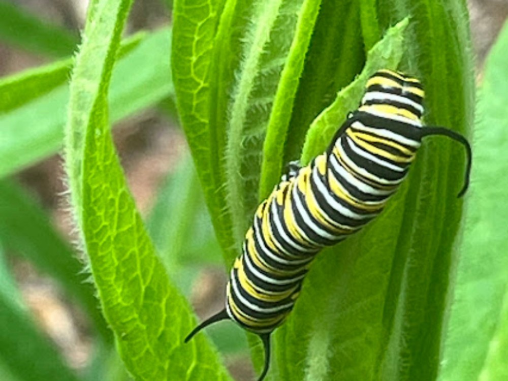 monarch larva