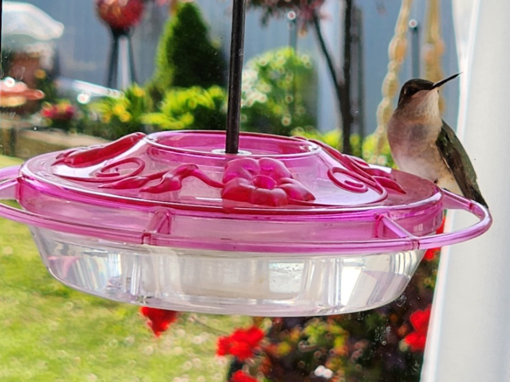 Hummingbird at feeder