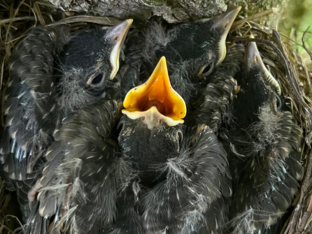 Four Robins in nest