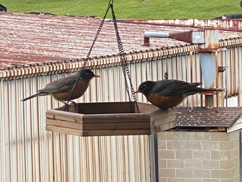 Two Robins at feeder