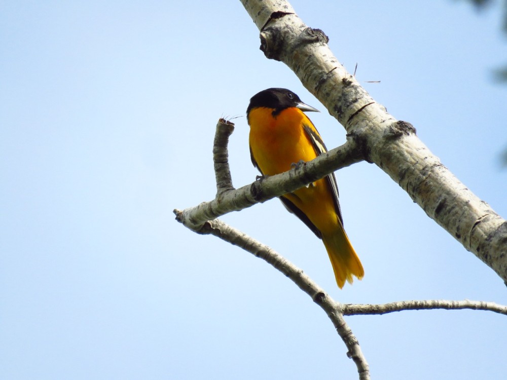 Baltimore Oriole