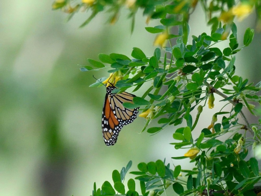 Monarch butterfly