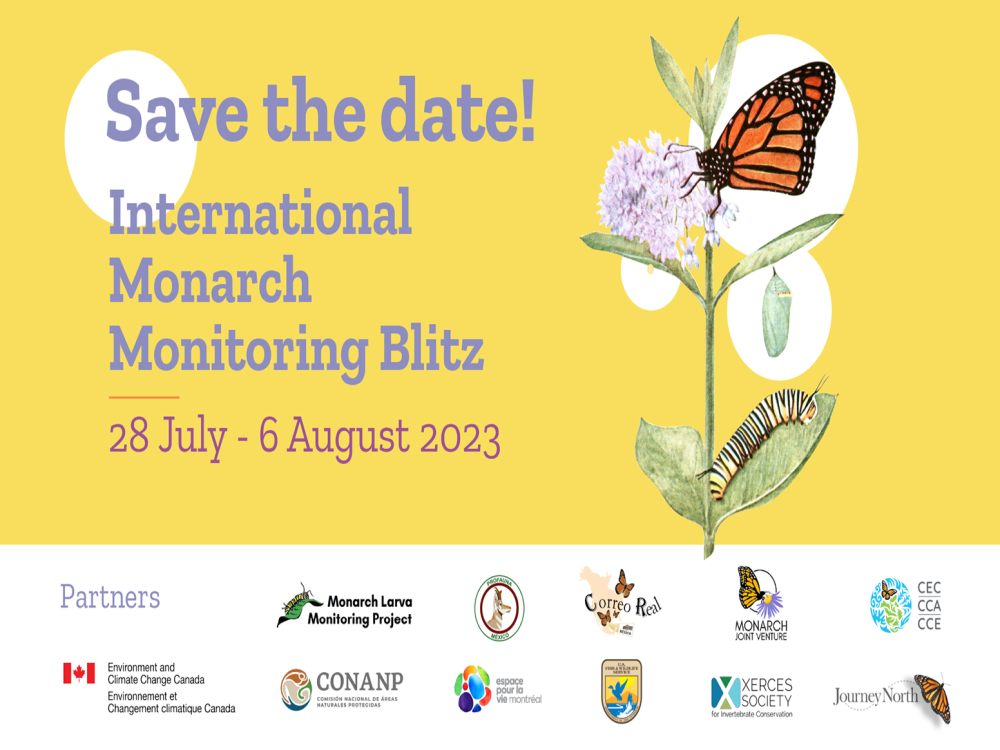 2023 Monarch Blitz graphic