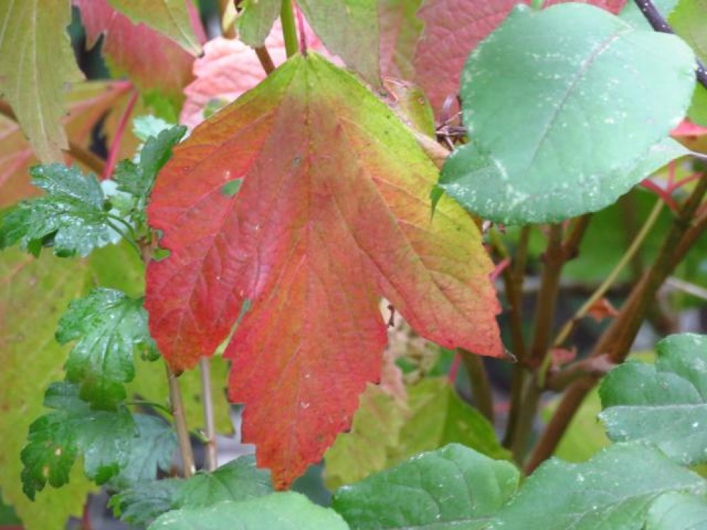 red and green leaf