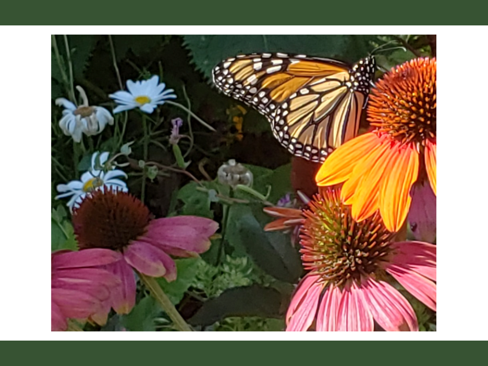 monarch on a purple cone flower