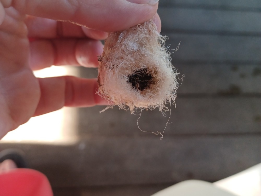 Hummingbird Nest