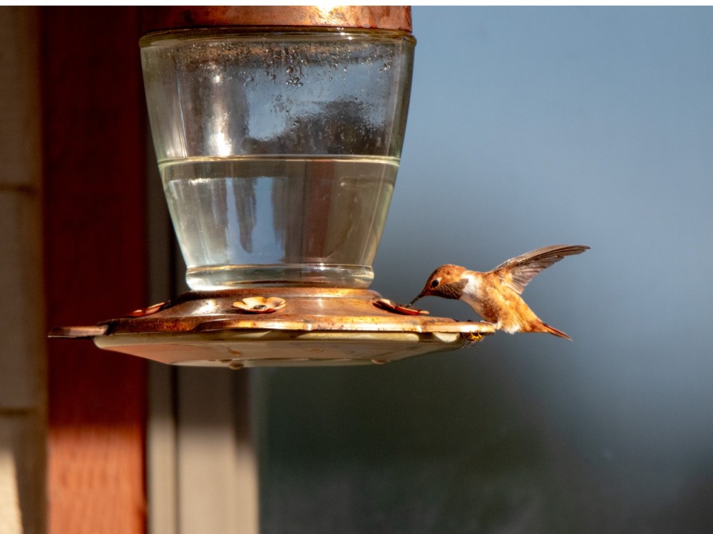 Ruby-throated hummingbird