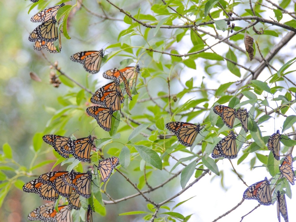 monarchs roosting