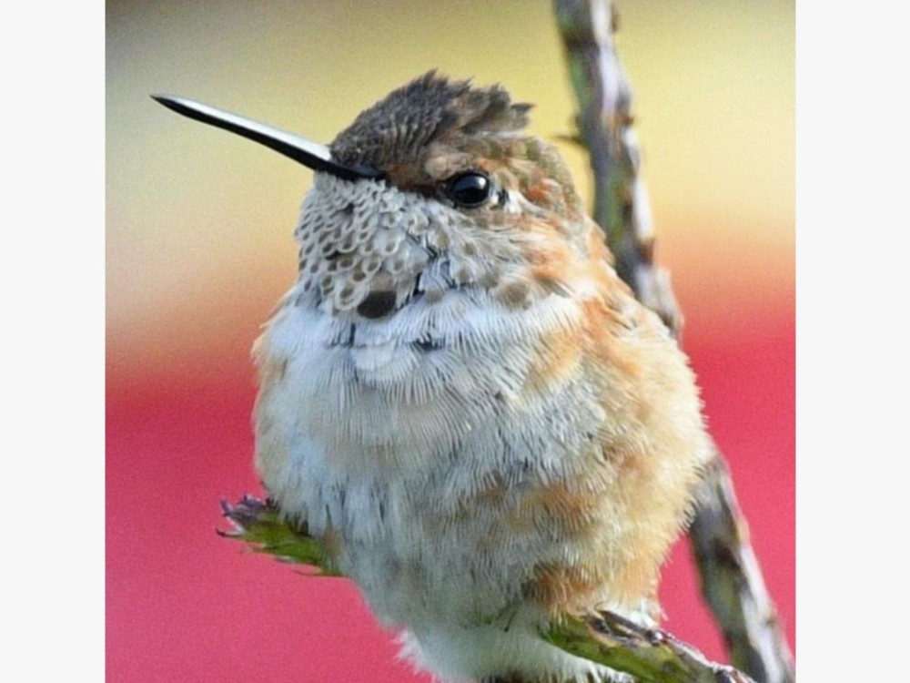 Rufous hummingbird perched