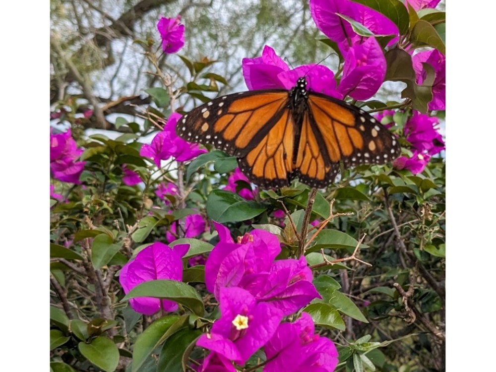 monarch butterfly