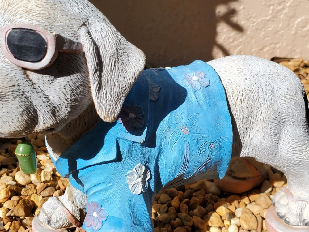 monarch butterfly pupa