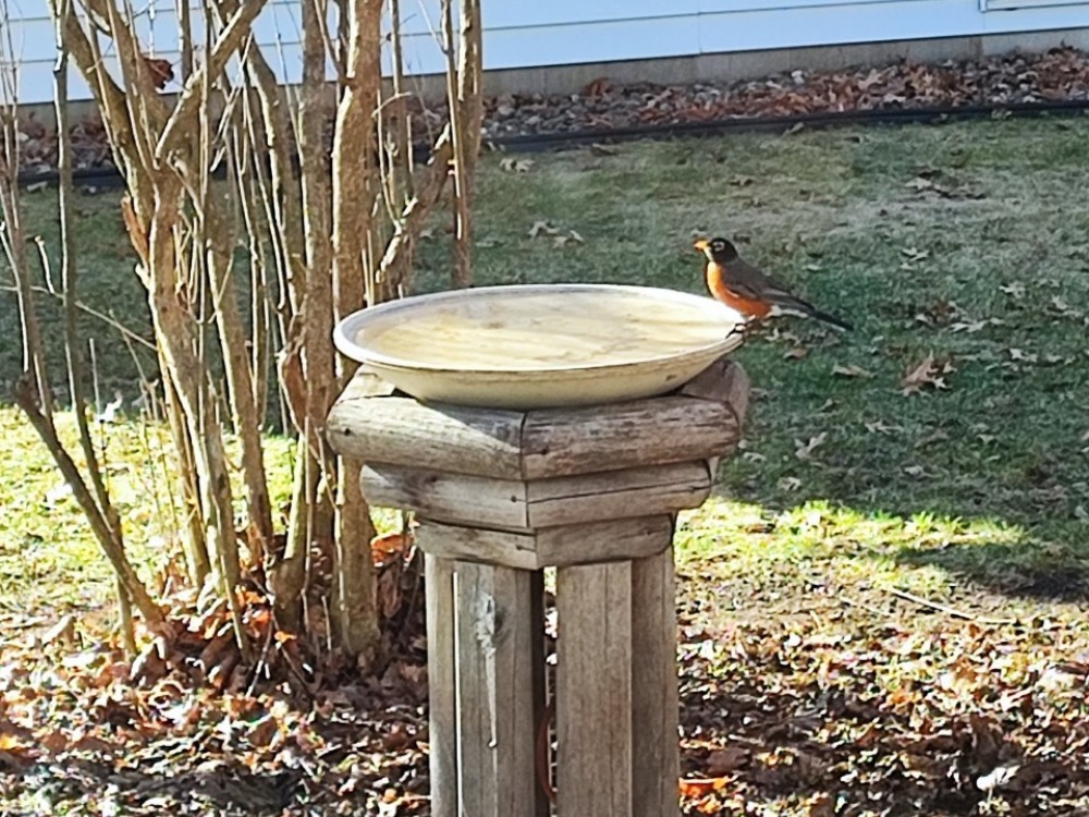 American Robin