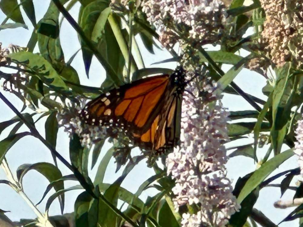 monarch butterfly