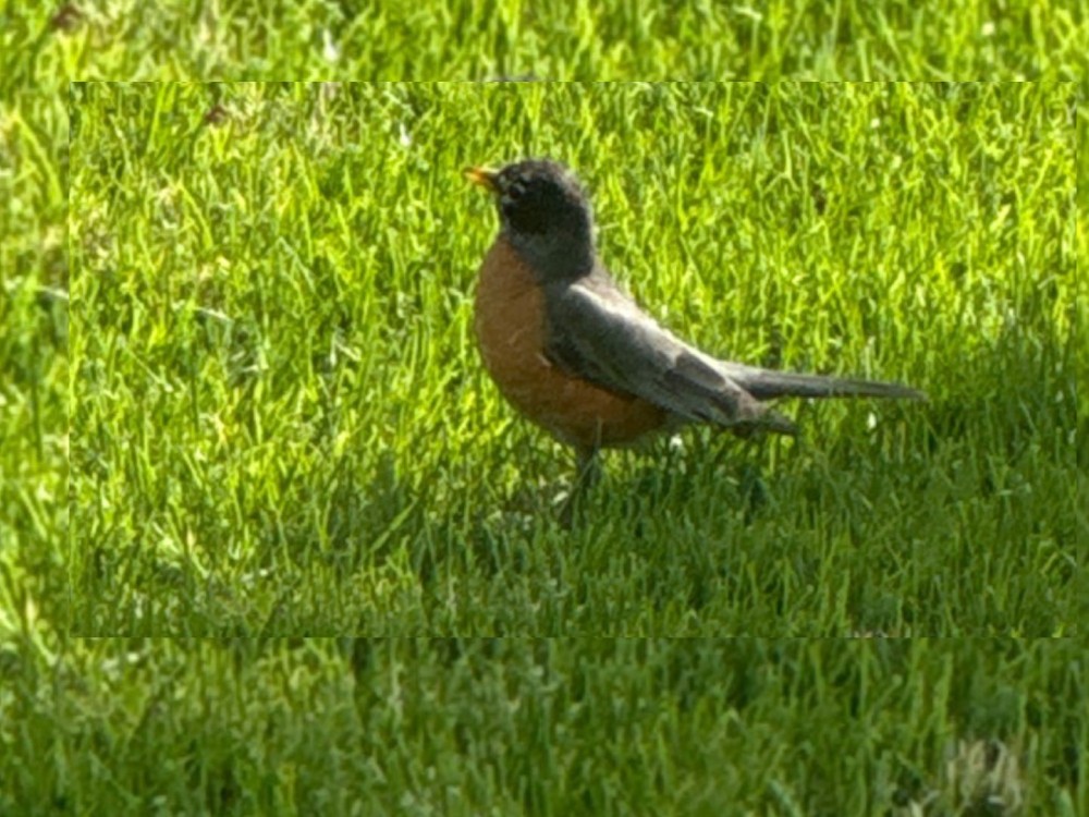 American Robin
