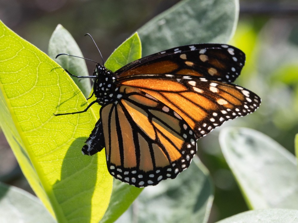 A close-up side view of a monarch butterfly 