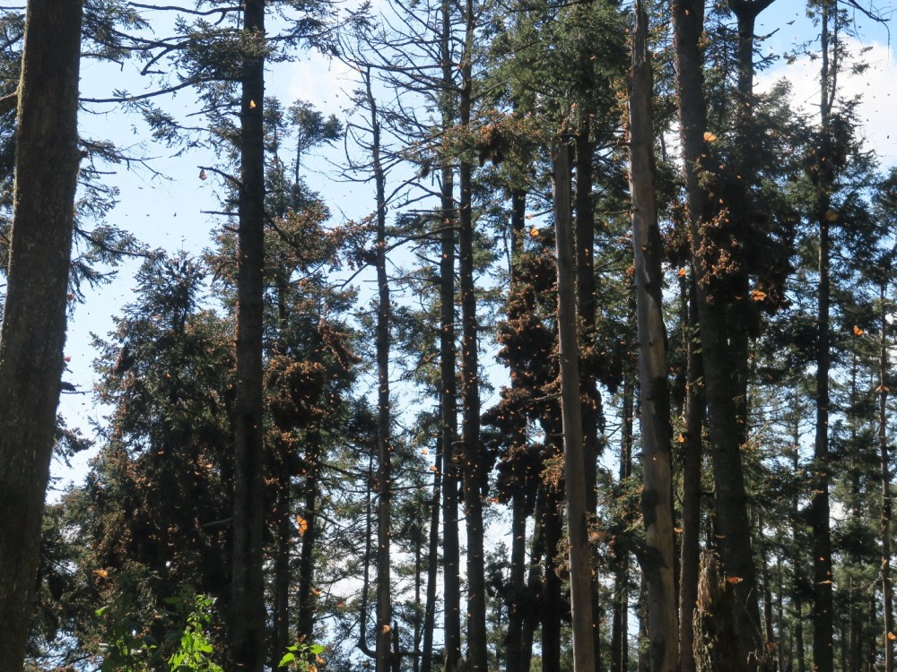 A blue sky behind fir trees containing clusters of monarchs