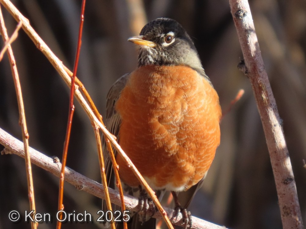 An American Robin close-up with a credit to Ken Orich