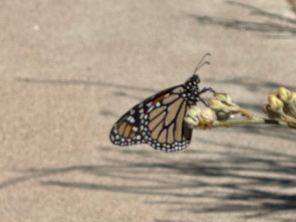 A monarch butterfly on a milkweed plant with a sidewalk behind it
