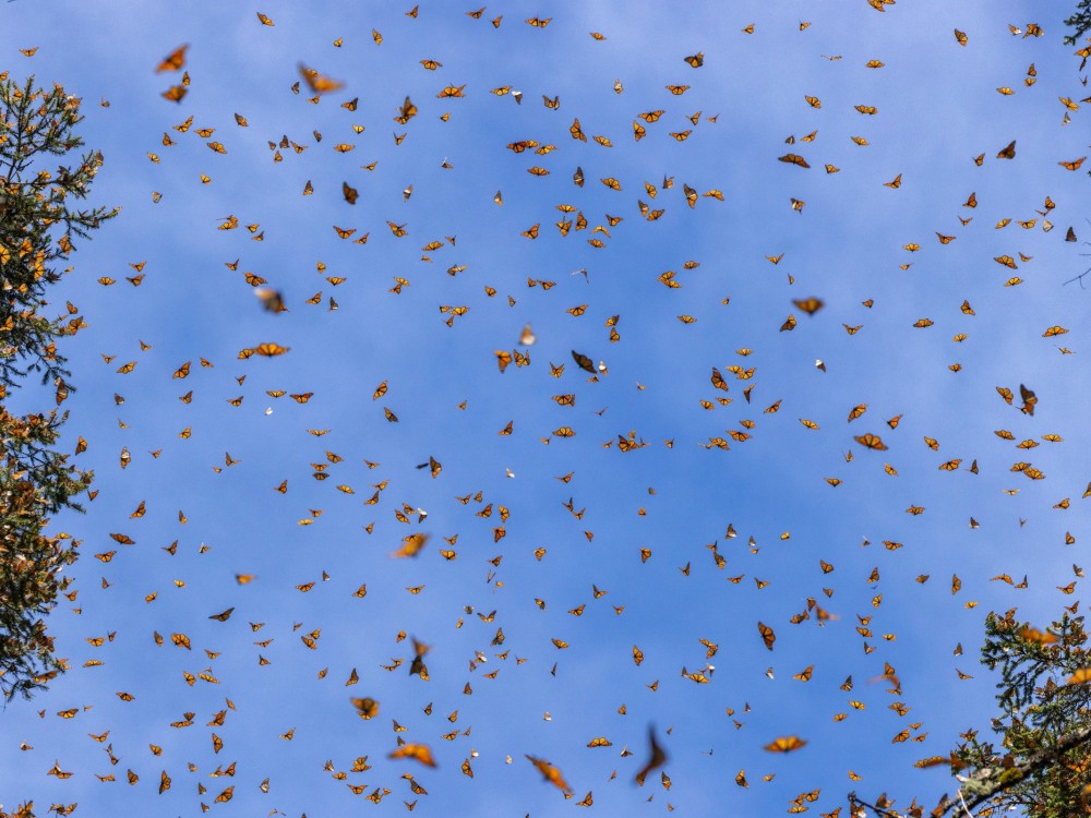 Hundreds of monarch butterflies in front of a blue sky