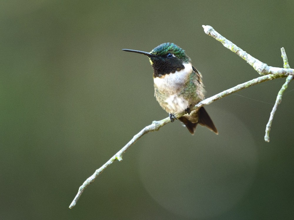 A hummingbird on a branch