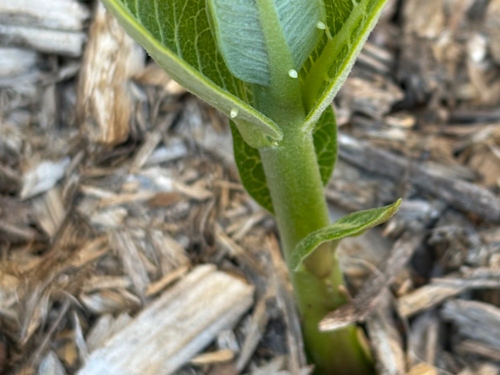 Monarch eggs photographed from above on a short milkweed plant